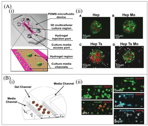 Cancer Immunotherapy Studies Based On Micropillars A The Study On