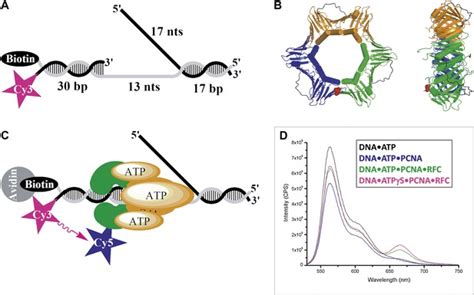 Stepwise Assembly Of The Human Replicative Polymerase Holoenzyme Elife