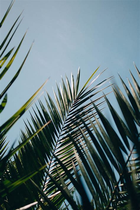 Palm Leaves Branches Plant Green Hd Phone Wallpaper Peakpx