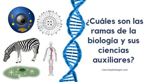 Ramas de la biología y sus ciencias auxiliares cienciaybiologia