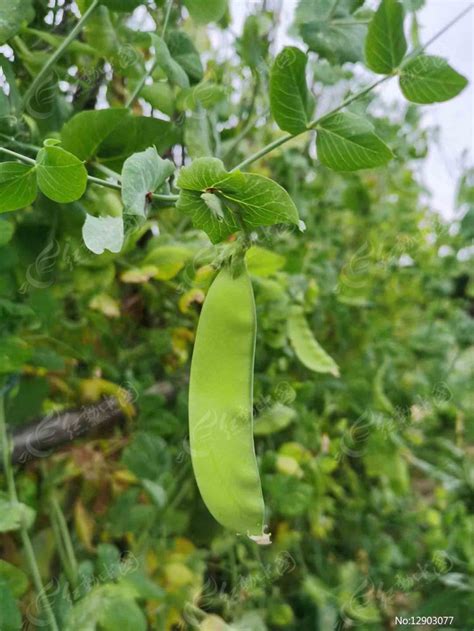 双荚荷兰豆高清图片下载 红动中国