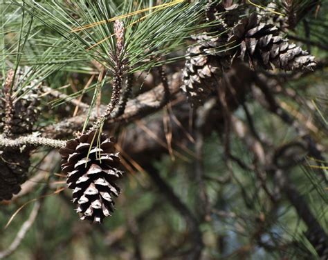 Pinus palustris (Long-leaf Pine, Longleaf Pine, Southern Pine) | North ...