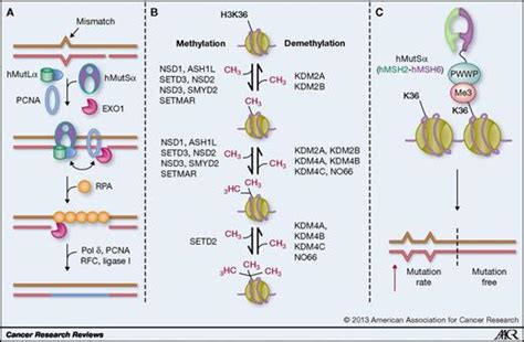 Decoding The Histone Code Role Of H3k36me3 In Mismatch Repair And