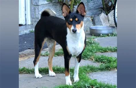 Basenji - Description, Energy Level, Health, Image, and Interesting Facts