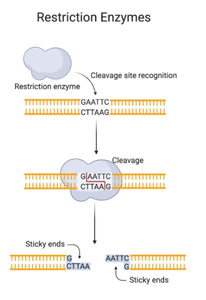 Restriction Enzyme Digestion Of Plasmid Dna The Science Notes