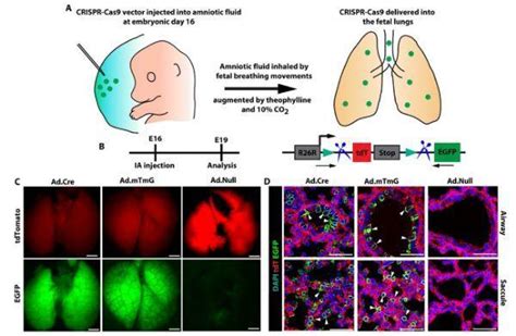 Science子刊重磅！首次利用crispr技術實現子宮內胎兒遺傳病治療 每日頭條