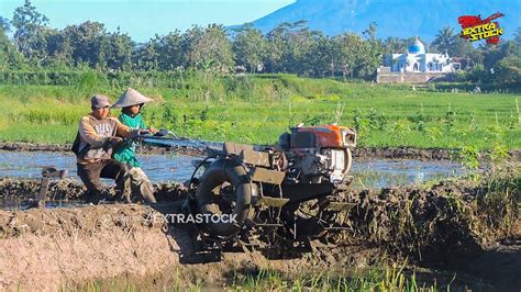 Kerjasama Joki Muda Senior Traktor Garap Lahan Lumpur Petak Kecil