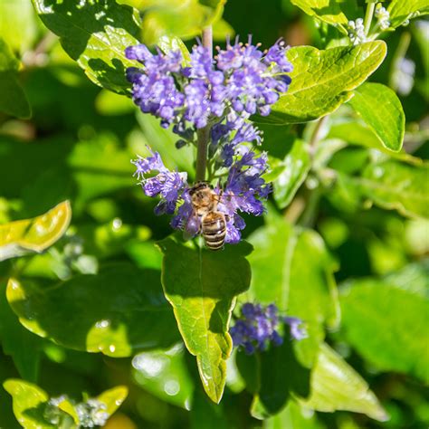 Beekeeper™ Bluebeard | Plant Addicts