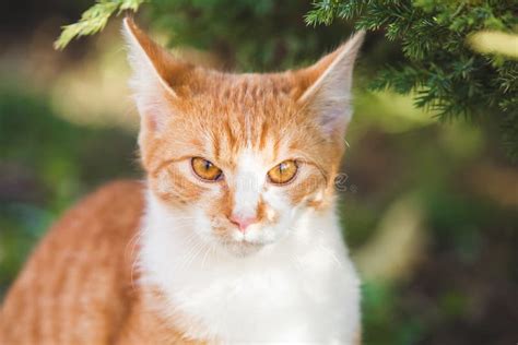 Orange Cat Playing in the Garden Stock Image - Image of animal, cute ...