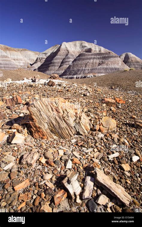 Fossilized Tree Trun Hi Res Stock Photography And Images Alamy