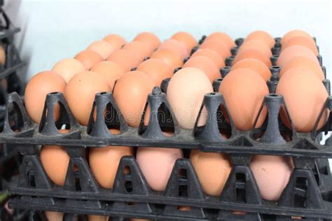 A Dozen Of Eggs In The Booth That Sold In The Grocery Store Stock