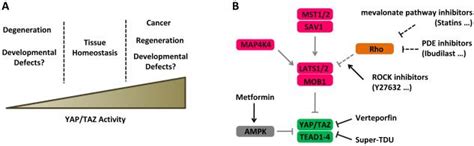 Hippo Pathway In Organ Size Control Tissue Homeostasis And Cancer