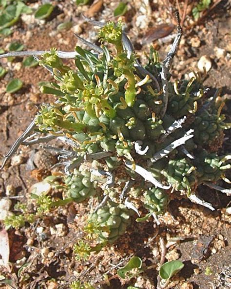 Euphorbia Multiceps Insukuland