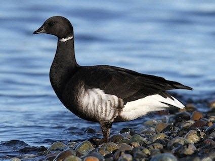 Brant (goose) - Alchetron, The Free Social Encyclopedia