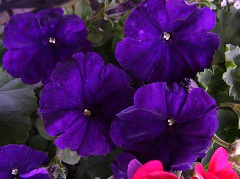 Purple Petunias - Garden Helper, Gardening Questions and Answers