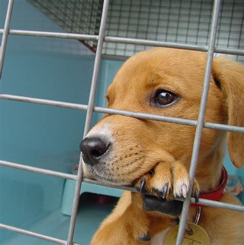 Waarom Belanden Zoveel Honden In Het Asiel