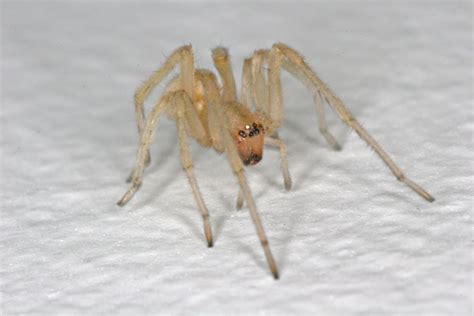 8 Yellow Sac Spider pictures in Biological Science Picture Directory ...