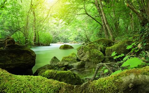 Fondos de pantalla río selva musgo Piedras vegetación verde