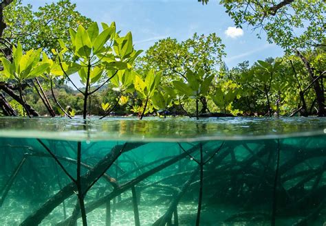 WORLD MANGROVE DAY July 26 2025 National Today