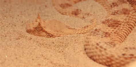 Morso Dalla Vipera Che Tiene In Casa Enne In Terapia Intensiva