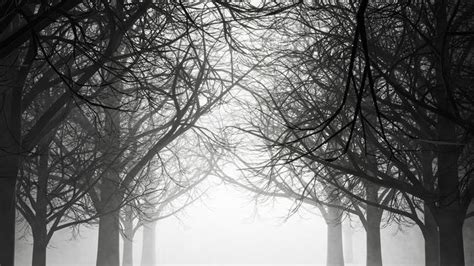 Horror Forest Stock Photos, Images and Backgrounds for Free Download