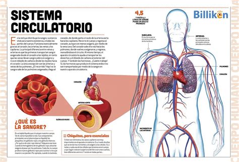 Cuerpo Humano Toda La Información Del Sistema Circulatorio Y Un Material Descargable Billiken