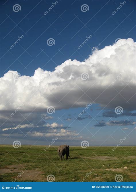 Lone Elephant stock photo. Image of africa, tsavo, wander - 35468050