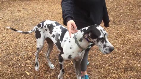 Harper Great Dane Learning Obedience Working Through Nervousness