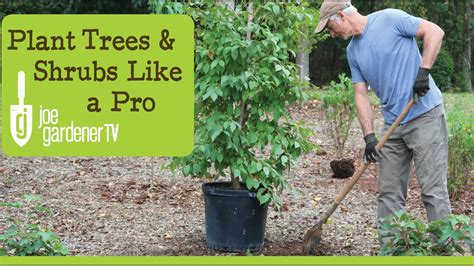 How To Plant Trees And Shrubs Like A Pro Youtube