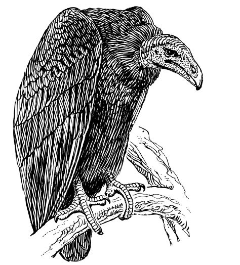 Vulture Line Drawing