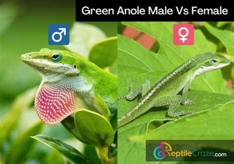 Green Anole Care Guide: Housing, Diet, Facts - Reptile Craze