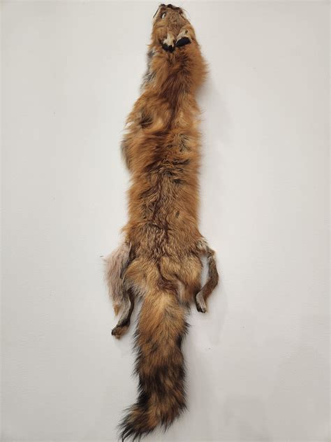 Tanned Red Fox Pelt Red Fox Fur Etsy