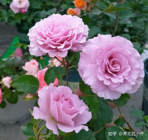 盘点18种四季开花植物，只要一个“条件”合适，就能全年花开不断 知乎