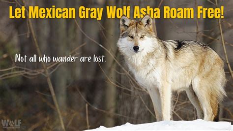 Mexican Gray Wolf Asha” Should Be Allowed To Continue Her Travels