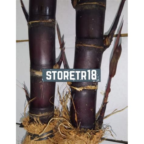 Jual Jual Bibit Tebu Ireng Tebu Hitam Tebu Wulung Per 2 Batang Shopee