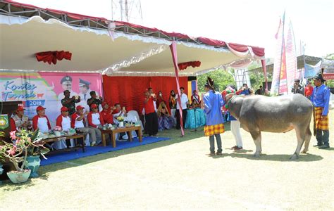 Infopublik Pemda Sumbawa Gelar Kontes Ternak Dan Lomba Kelompok