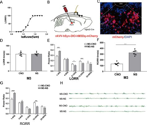 Pvt Glutamatergic Neurons Activation Accelerates Emergence From Download Scientific Diagram