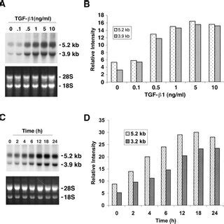 Effect Of TGF 1 On SCD MRNA Expression In Various Human Cell Cultures