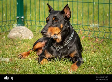 Doberman Pincher Lying On The Green Grass With Metal Fence Behind Stock