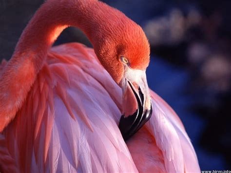 Fascinating Pictures Of Pink Flamingo Birds That You Ll Enjoy