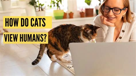 How Do Cats View Humans The Answer Will Surprise You Kitty County