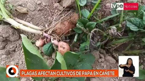 Cañete 1200 Hectáreas De Cultivo De Papa Afectadas Por El Cambio