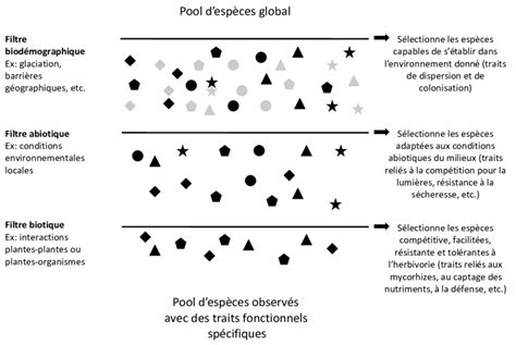 Facteurs Et Processus D Terminant La Composition Et La Structure