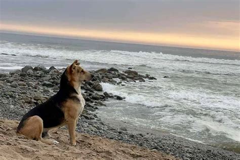 La Historia De Vaguito El Perro Que Espera A Su Due O Frente Al Mar