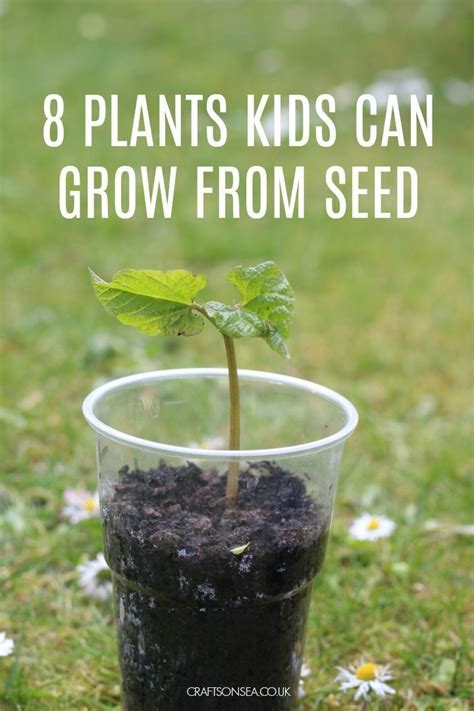 8 Easy Plants Kids Can Grow From Seed Crafts On Sea Growing Seeds