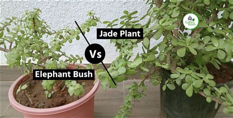 Jade Plant Vs Elephant Bush The Quest For The Perfect Houseplant