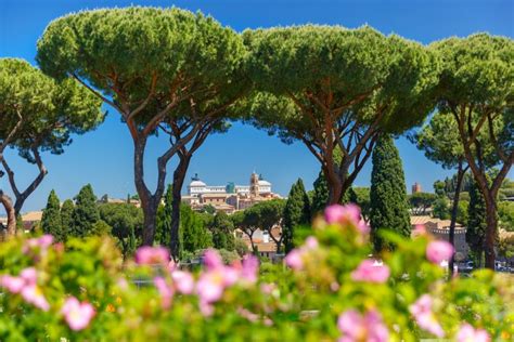 The Decline Of Romes Iconic Stone Pines Wanted In Rome