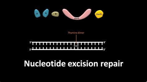 Nucleotide Excision Repair In Prokaryotes Like E Coli Youtube