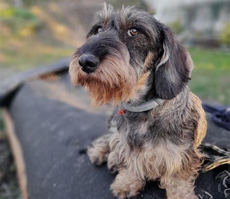 Chien Elevage Des Petits Rois De Kladska Eleveur De Chiens Carlin