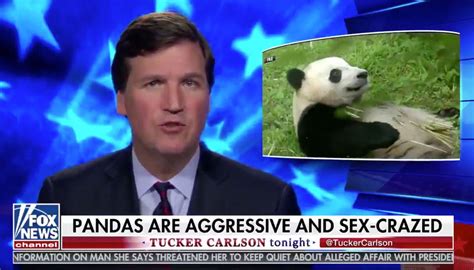 Fox News Tucker Carlson Reports On Sex Crazed Pandas See Funny